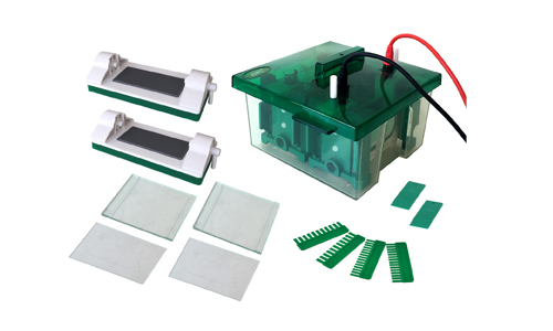 Horizontal and Vertical Electrophoresis: Differences