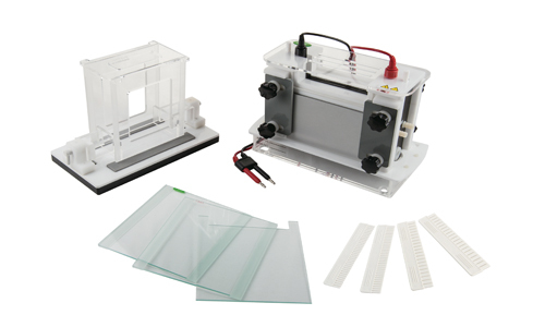Discover and Sort through Gel Electrophoresis